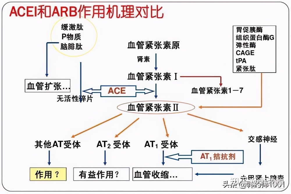 高血压的成因与形成机制分析