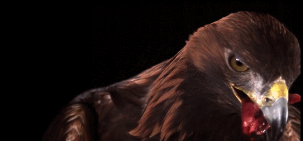 中国境内的“万鹰之王”——金雕，能单杀野狼，叼着山羊飞