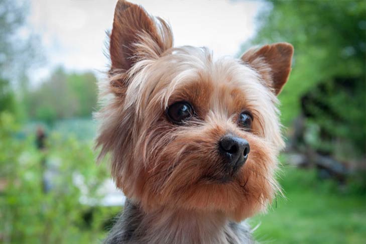 排行榜：9种最聪明的小型犬，你家狗狗在不在其中？
