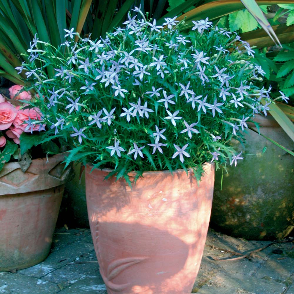 合适庭院种的低矮花树(一般人对于种在盆子里的花草树木,统称为盆景)