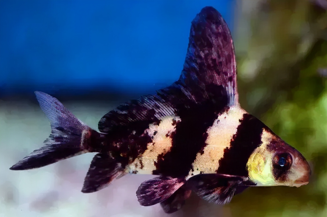 长江里的水美人胭脂鱼