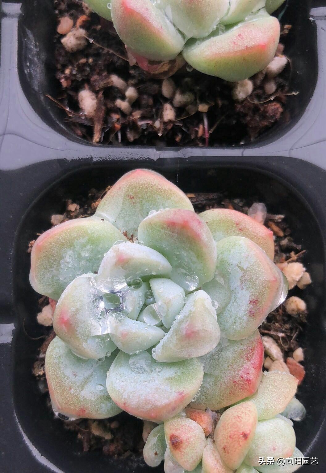 13冰花多肉植物怎么养最佳「科普」 -骁龙网