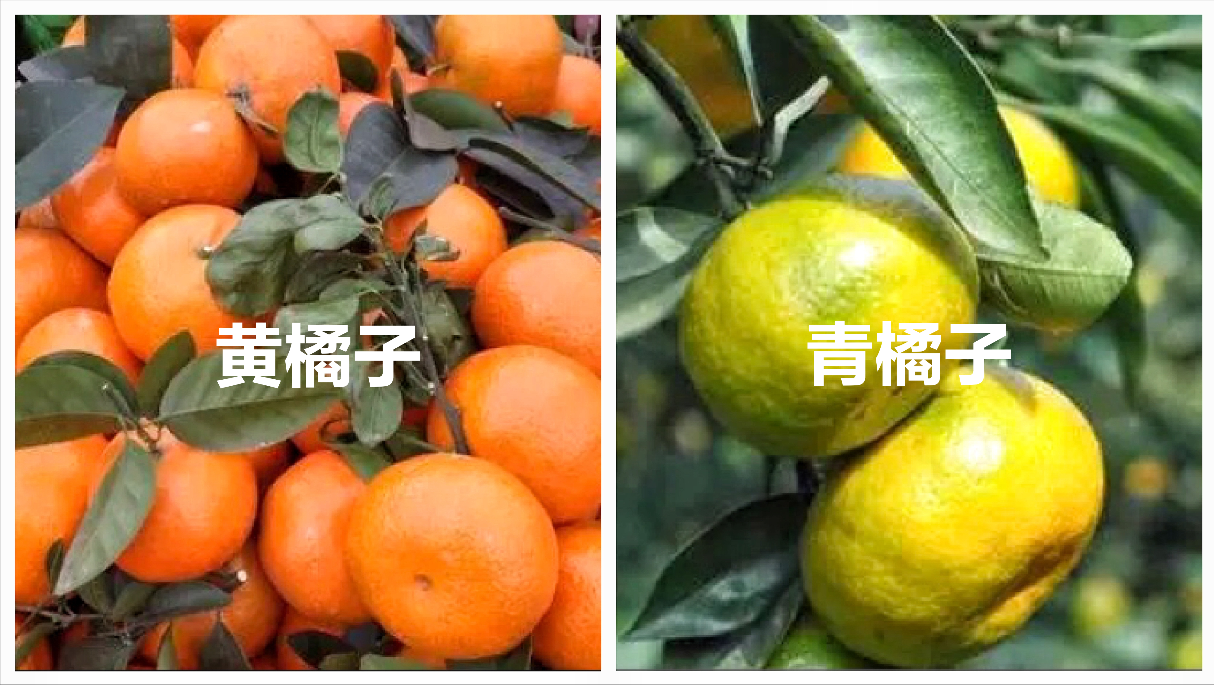 买橘子，“圆的”和“扁的”区别很大，记住3点，挑到好吃的橘子