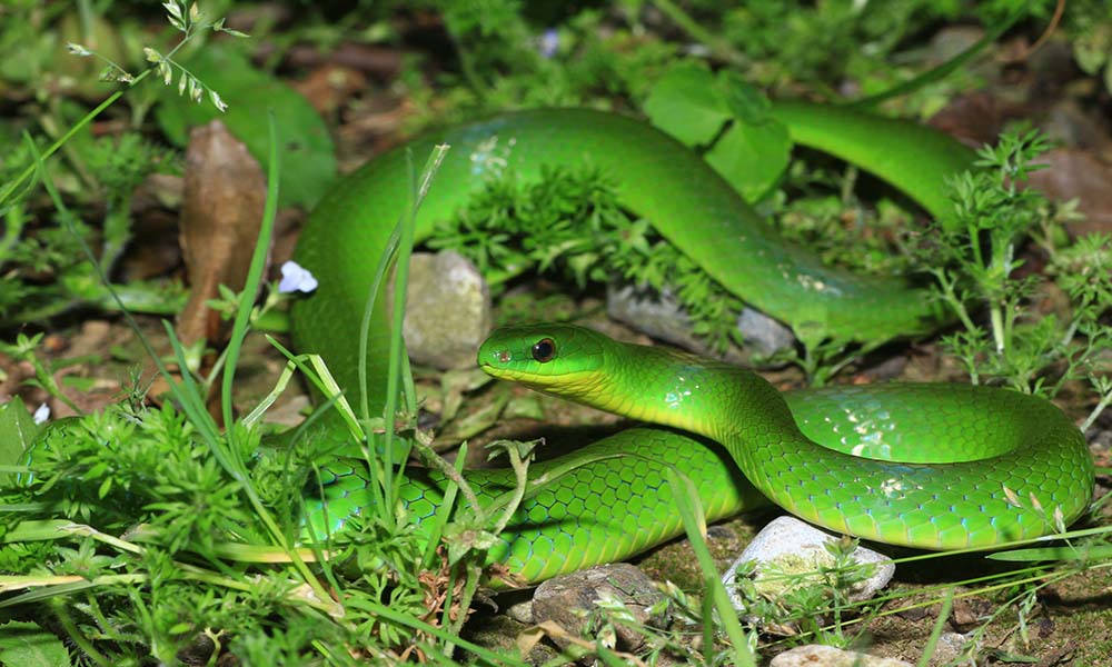 这些常见的游蛇科的蛇类,你认识几种?在你们那它有着怎样的俗称