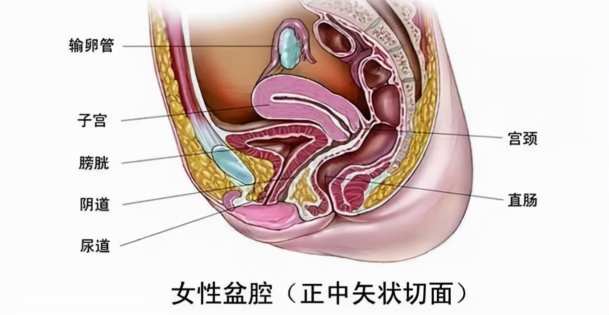 治疗盆腔炎性疾病后遗症（慢性盆腔炎）的中成药