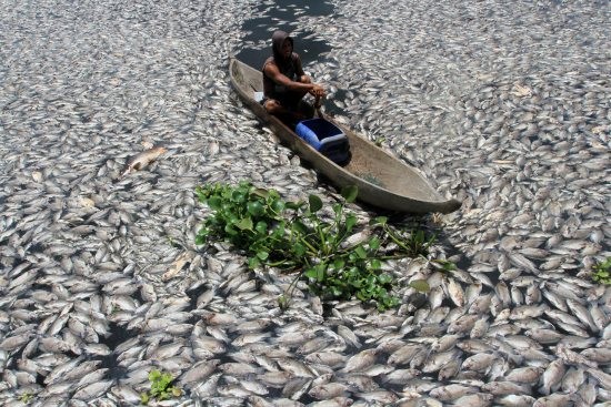“非洲血河”鱼尸遍地！成千上万的鱼群，被河马的粪便活活闷死