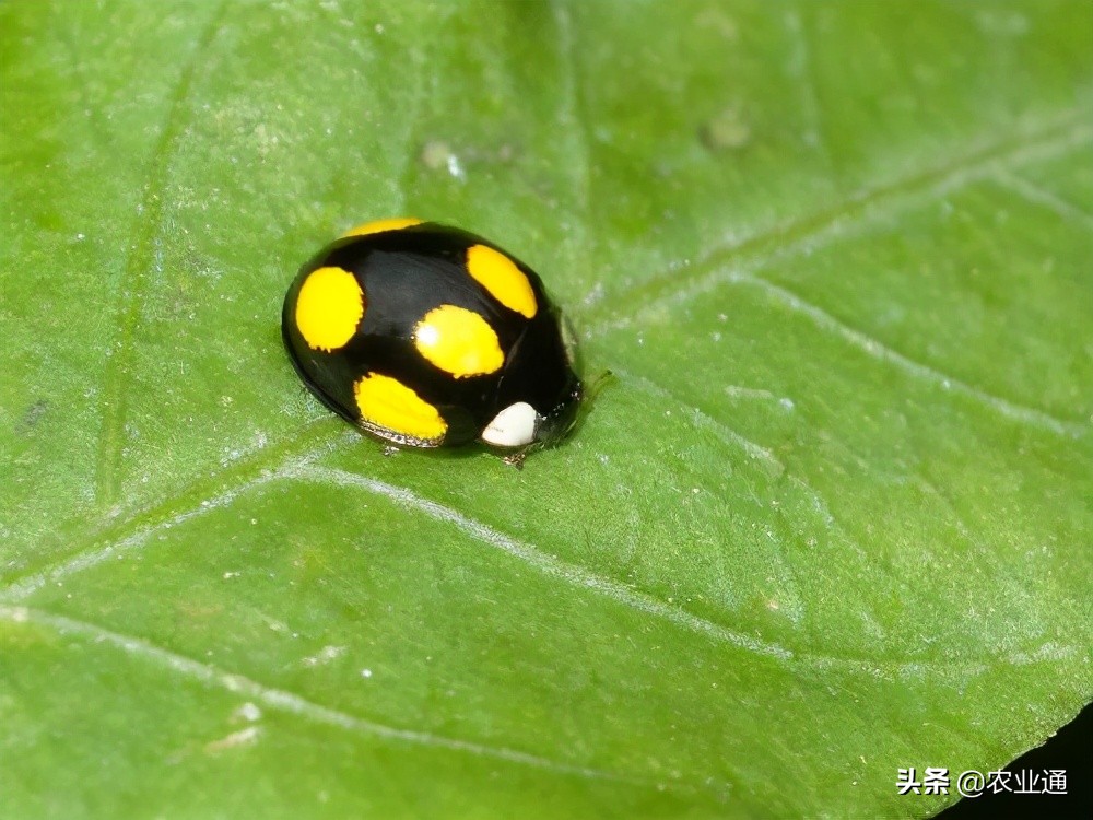 七星瓢虫是益虫吗（瓢虫种类知多少利害一定要清楚）