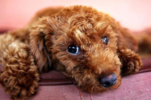 养狗,我劝你别养贵宾犬,原因有六个