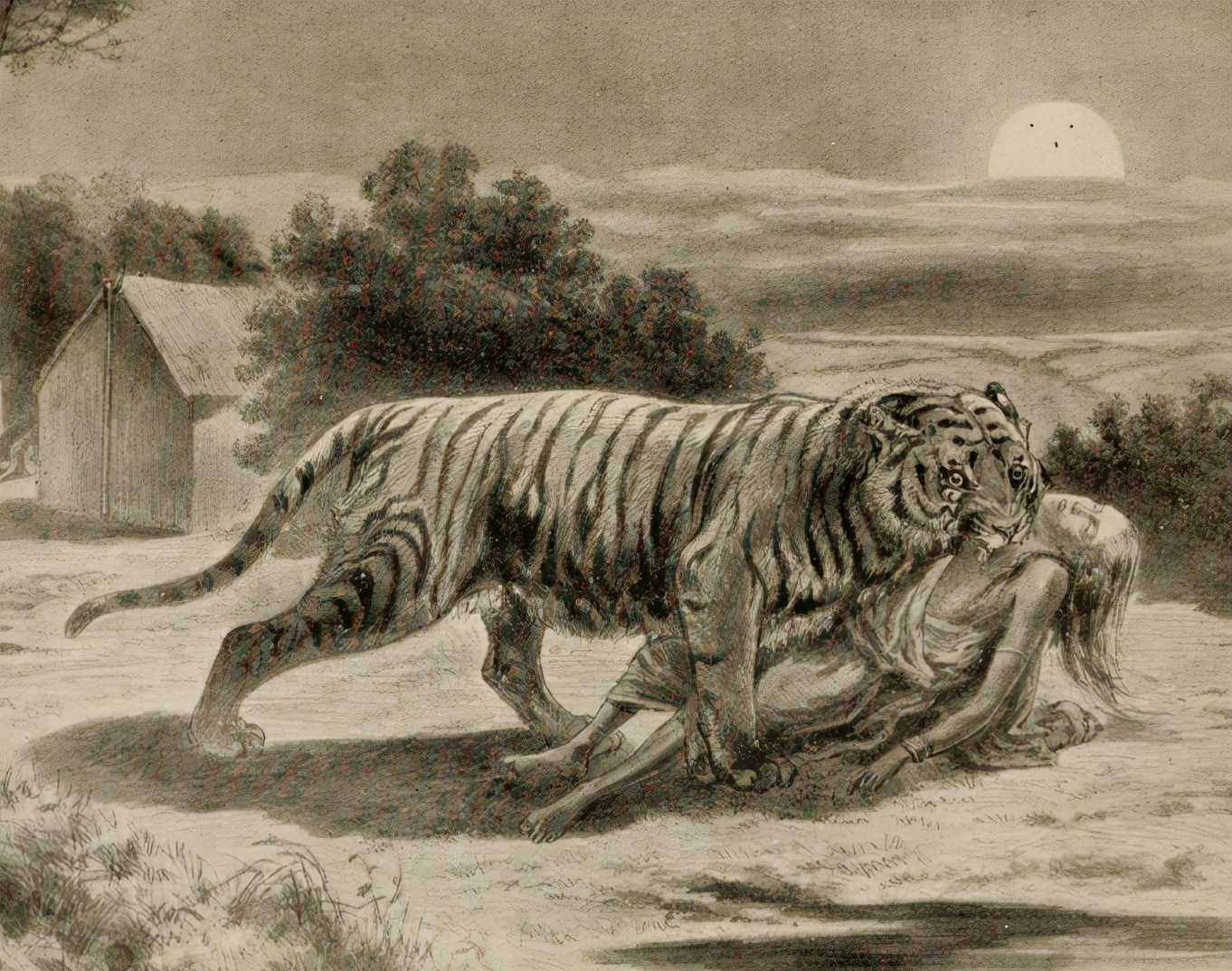 (孟加拉国前身)人都会告诉你,如果你冒险进入孙德尔本斯红树林,你有三