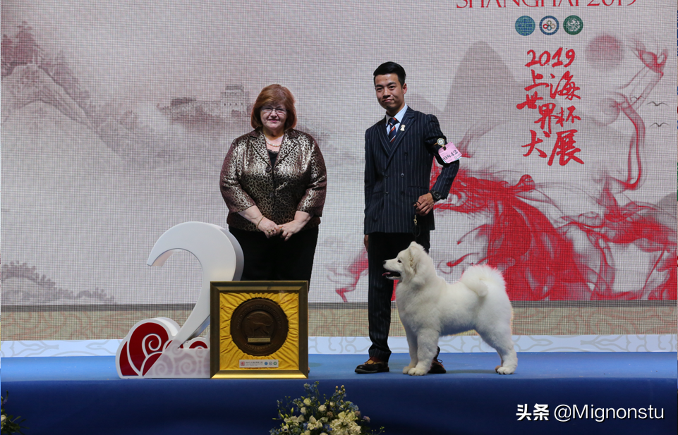 2019年犬展世界杯中国犬(2019年世界杯犬展“犬王”全展示)