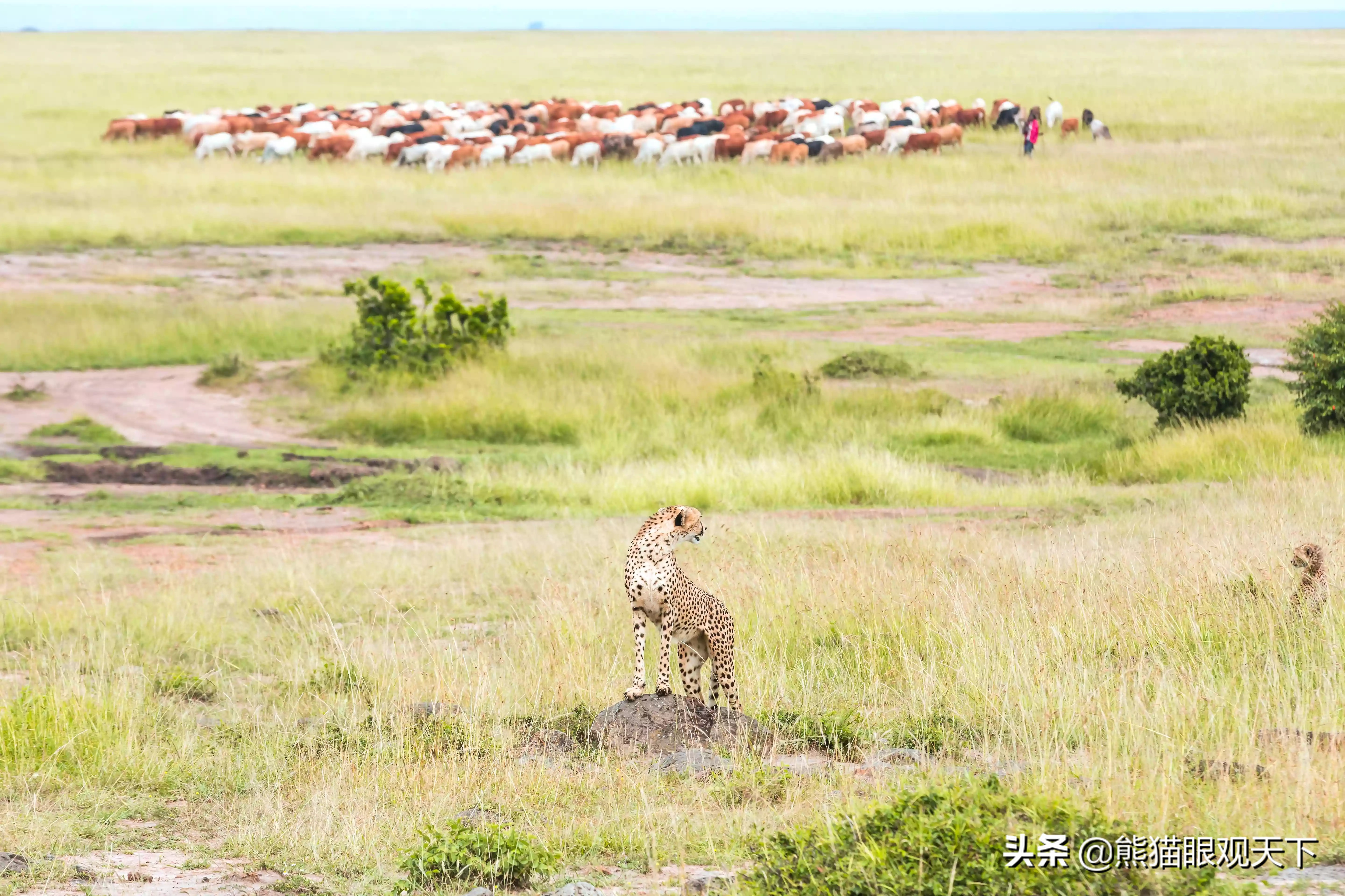 陆地速度之王：关于猎豹的10大冷知识