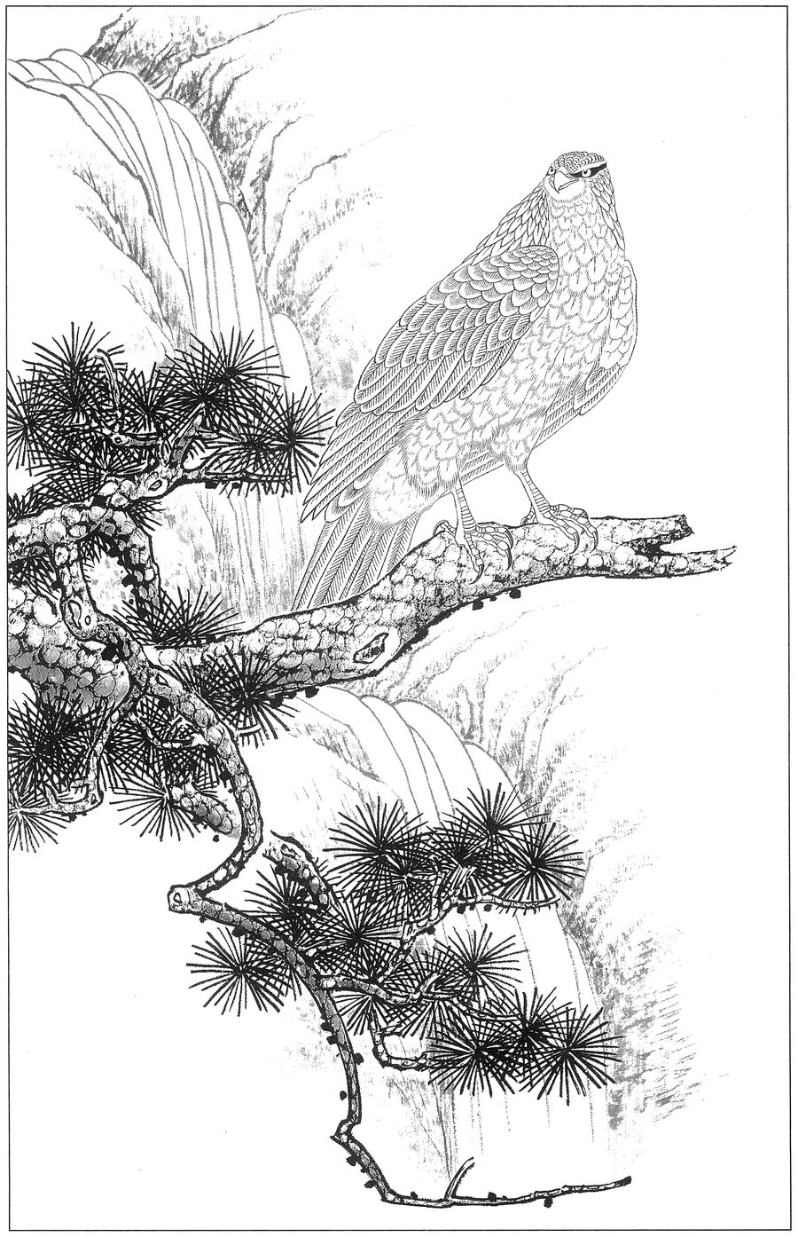 鹰高清白描线稿图片下载36幅