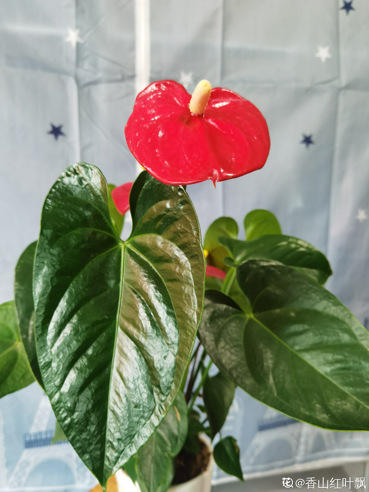 乔迁之喜应该送什么花最合适（乔迁送什么鲜花比较好）