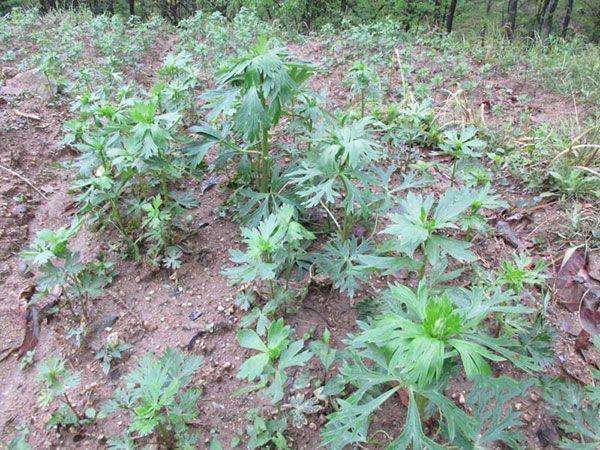 川乌,见过吗?有大毒,古人用来做毒箭用的,离远点