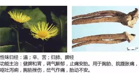 300个中草药图谱（附主治功效），知道一半就太牛了（上）