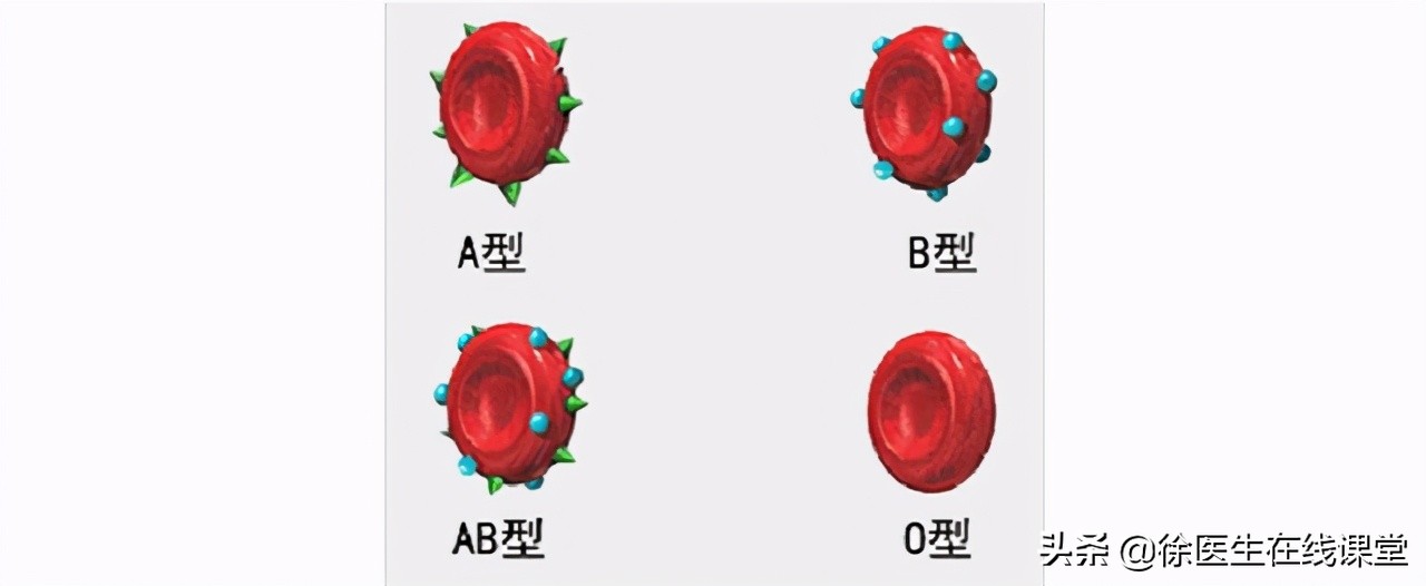 血型真的决定寿命？A型、B型、AB型、O型，哪种血型更长寿？