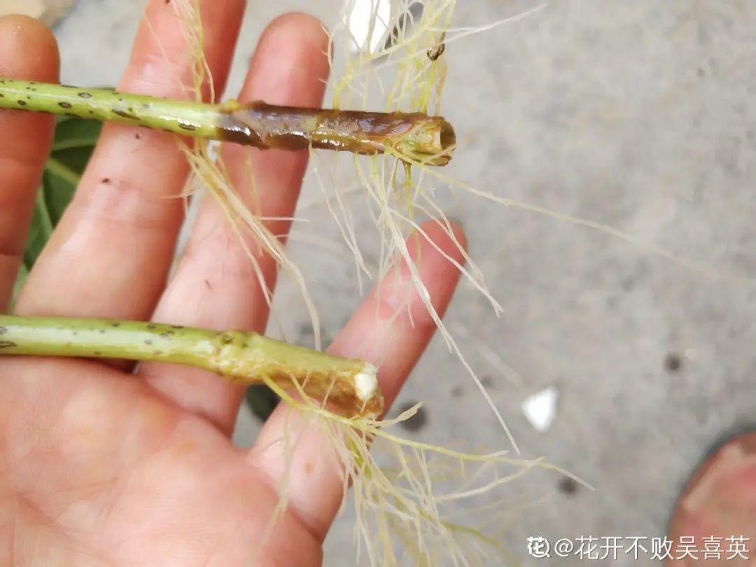 夏天扦插最好活,剪个枝条插土里,10天就生根
