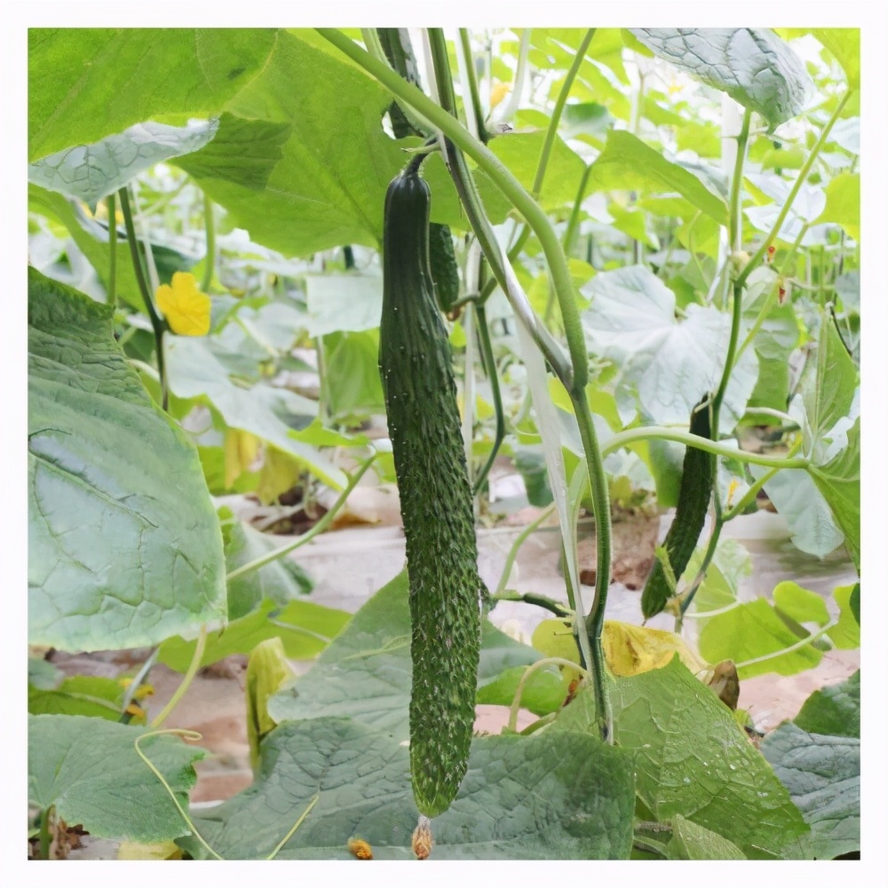 好好的黄瓜咋就发苦了，啥因素影响？怎么做才能减少苦味？