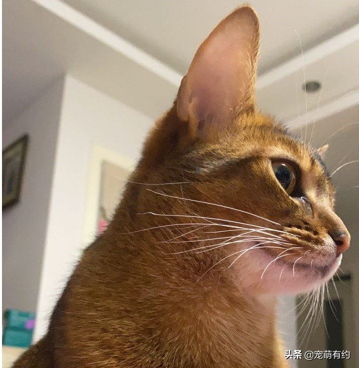 全世界公认的猫中帝王——阿比西尼亚猫，你喜欢吗？