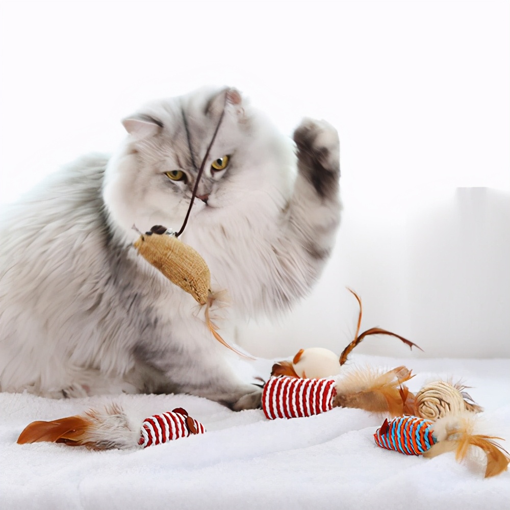 猫咪过得“滋润”的7大表现，你家有吗？