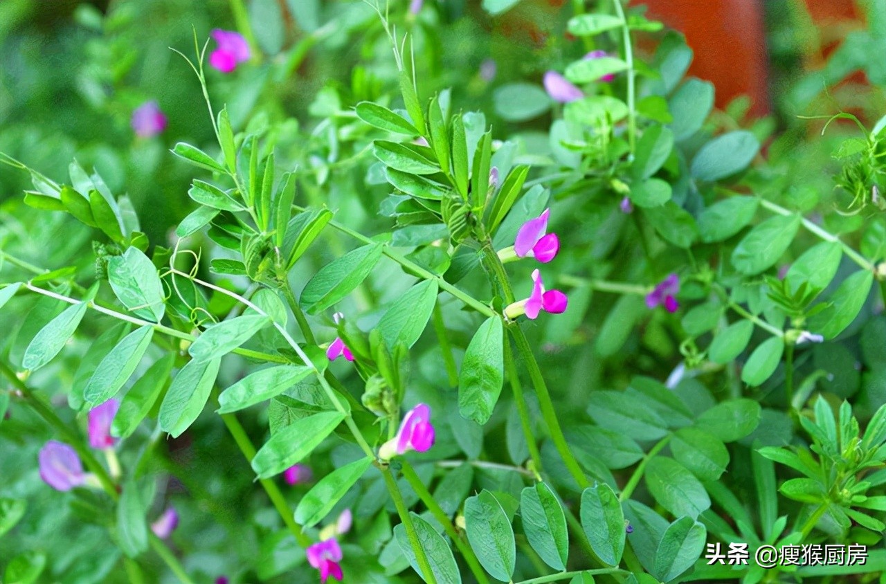 40种野菜图片大全,教你认识不同的野菜和吃法,你想要的野菜都有