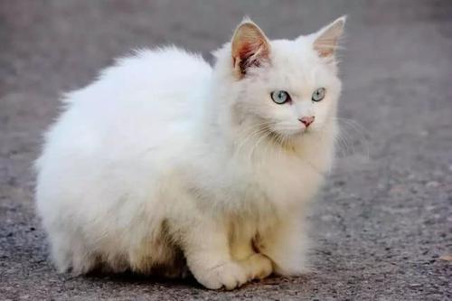 白化猫是怎么回事?
