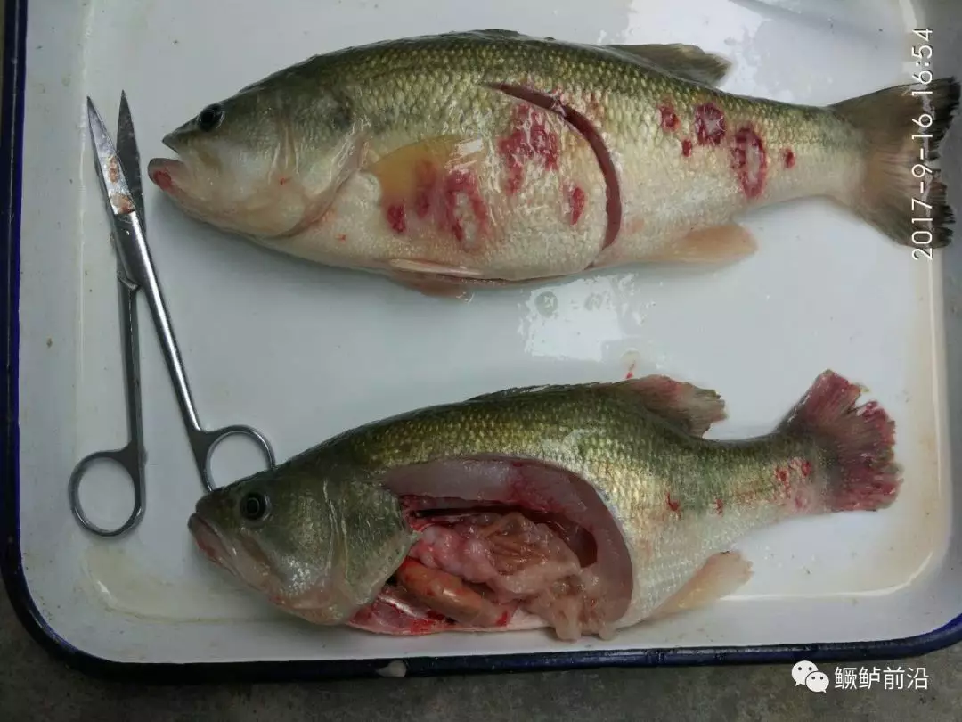 虹彩病毒引起的加州鲈烂身病主要表现为体表大片溃烂,裸露肌肉坏死并