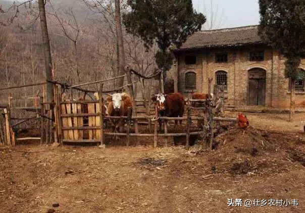 农村老俗语，“男人出家不出嫁”，为何如今倒插门越来越普遍？