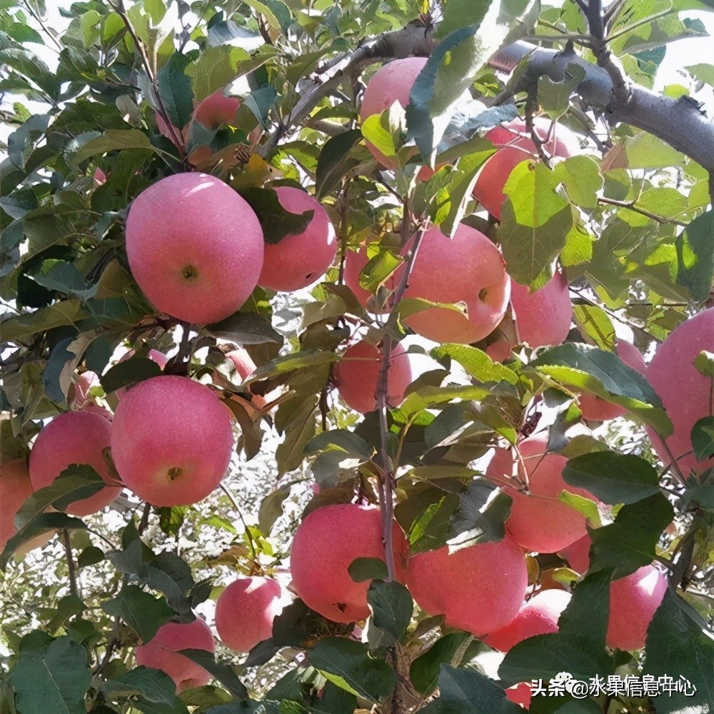 苹果几月成熟（常见的23种苹果的品种产地及成熟时间）