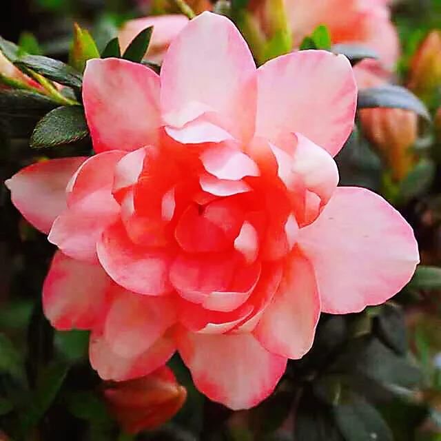 锦绣杜鹃图片及介绍(杜鹃花品种分类大全)