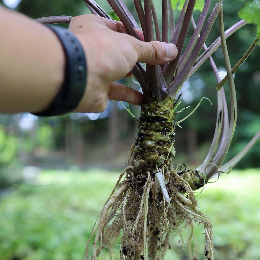 原来山葵,才是全世界"最贵"的农作物