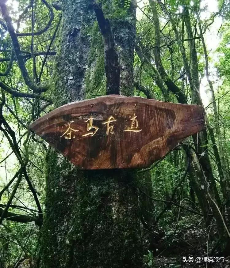 哀牢山在哪里?云南中部,这里产普洱茶,有茶马古道和哈尼梯田