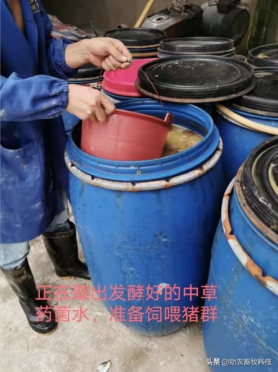 发酵中草药使用多糖性复合菌种营养基代替红糖和饲料成本低效果好