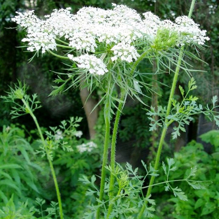 野胡萝卜的图片 和功效(野萝卜的植物学特点及主要用途)