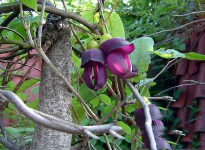 会流血的藤即大血藤,见过吗?用于肠痈腹痛,急,慢性阑尾炎