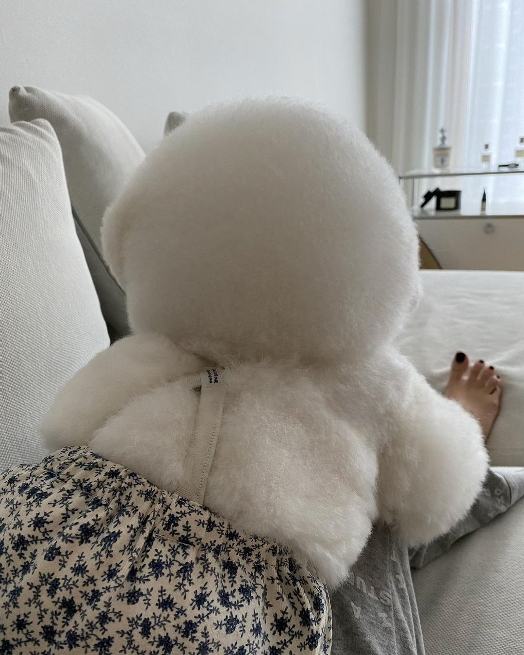 超可爱比熊犬侧脸肉肉的好想捏，谁看了不想养