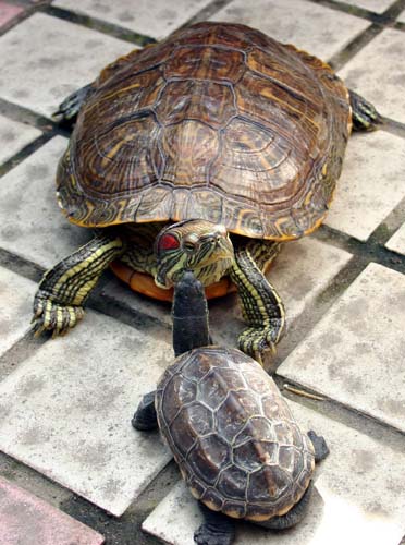 如何看龟类的年龄及小容器养龟需要注意什么