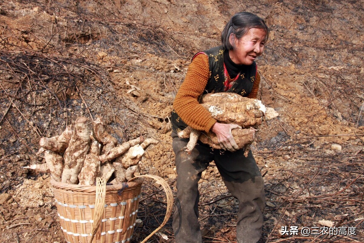 乡野间的“野菜”一年四季都有，但你不一定认识，看你吃过几种？