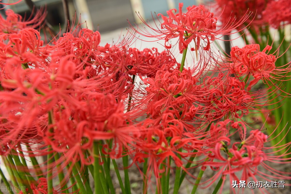 诗意秋草红花三首，满地红心草，凄美彼岸花