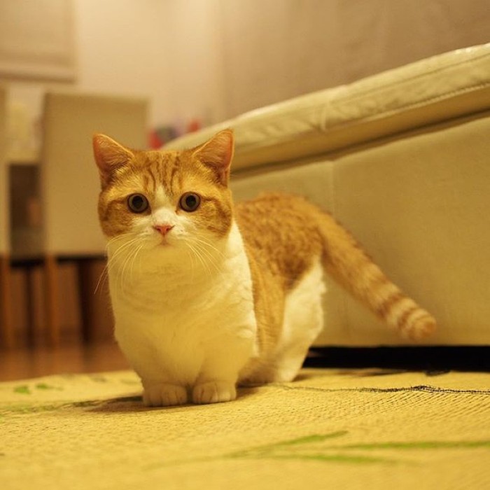 曼赤肯猫：猫界中的霍比特人，天生腿短却喜欢站立，成最萌的猫