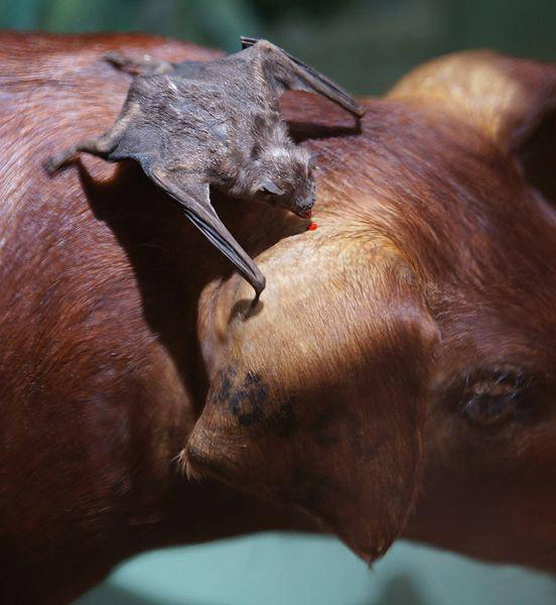 吸血巨型蝙蝠王恐怖图片
