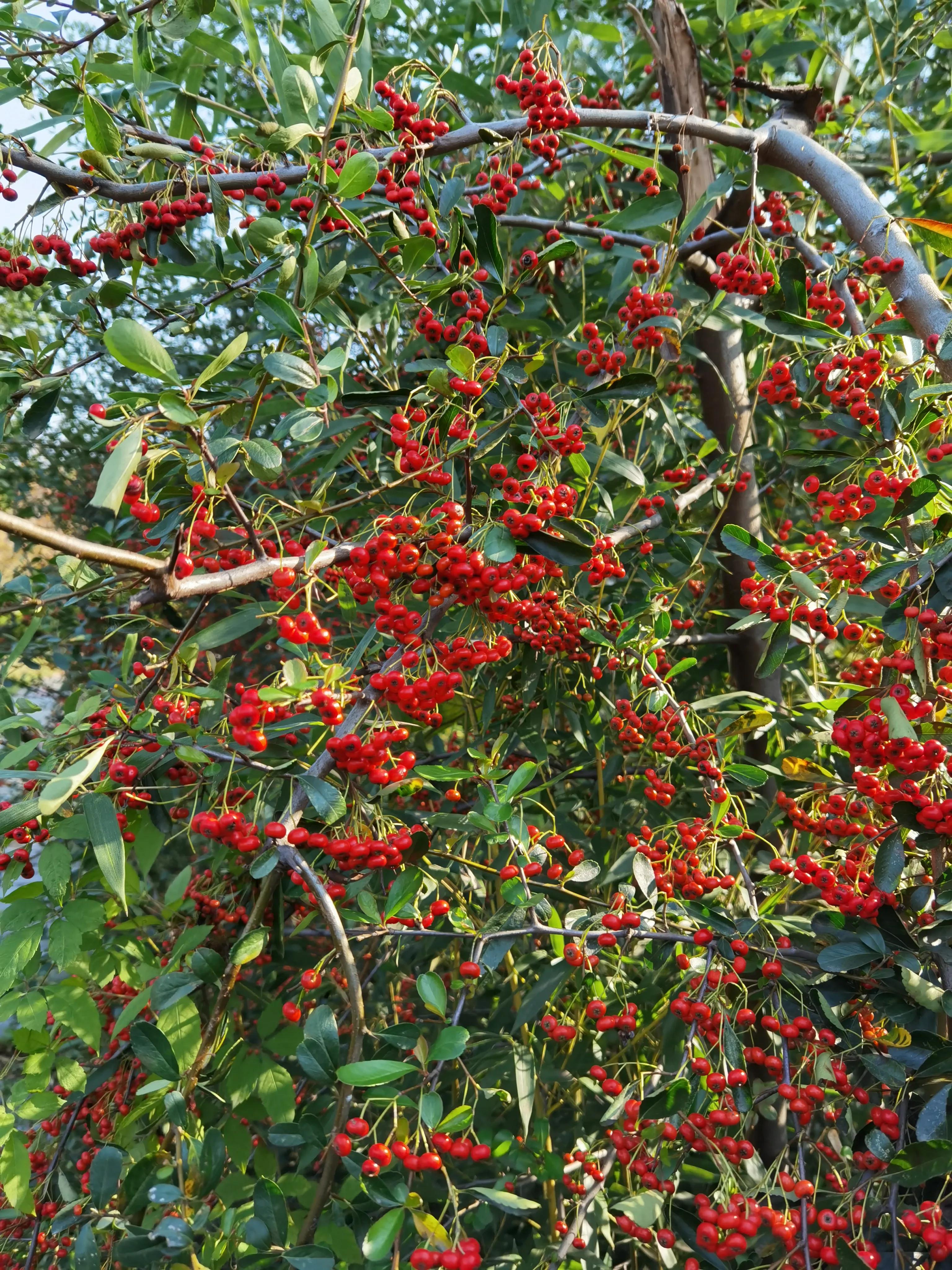 「七绝 」 秋日火棘果