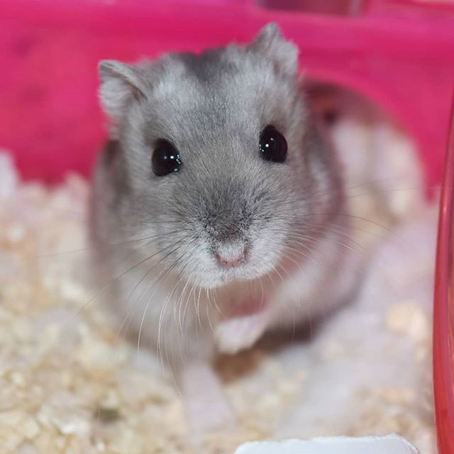 仓鼠并非完全呆萌可爱,在领地与异性面前,鼠鼠也有自私的一面