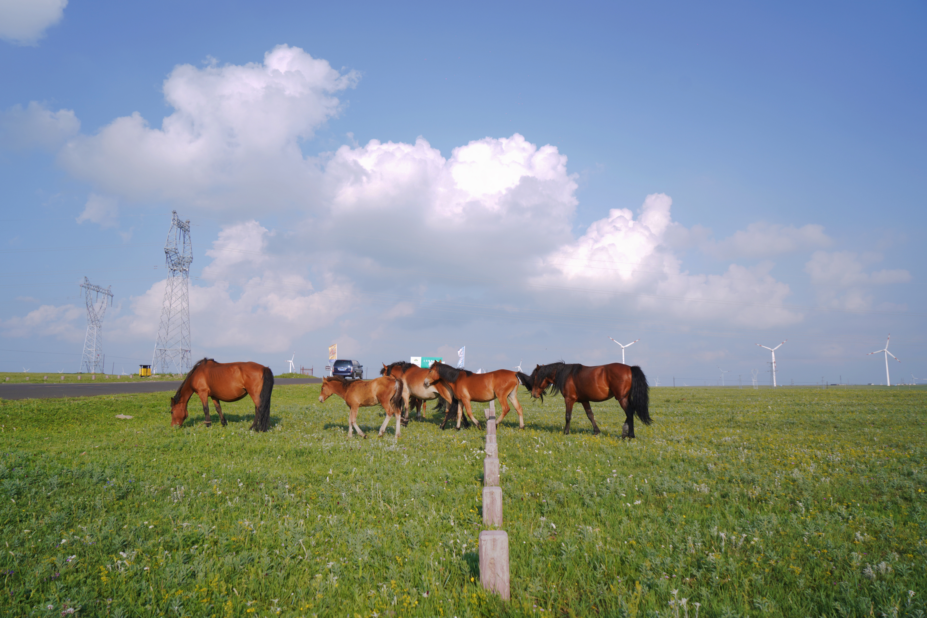 乌兰察布,赏绝美草原风光,寻觅夏日里的童话仙境