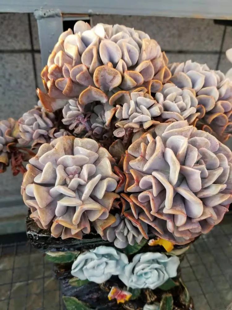 爱机车，爱多肉，宝妈花姐的诗和远方