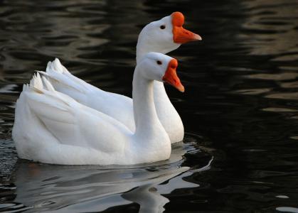 丰子恺《白鹅》