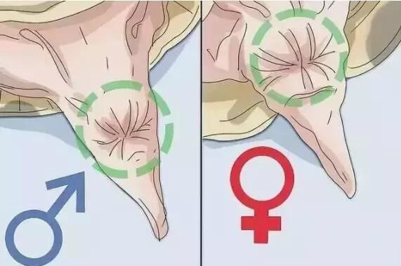 教大家如何分辨乌龟雌雄以及繁殖小乌龟
