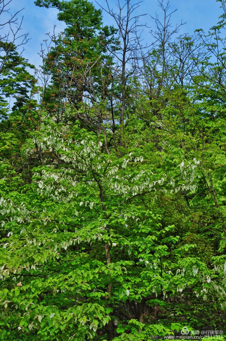 玉壶峰下松涛起，天界佛国掸尘埃！走遍千山万岭，唯天门山独有