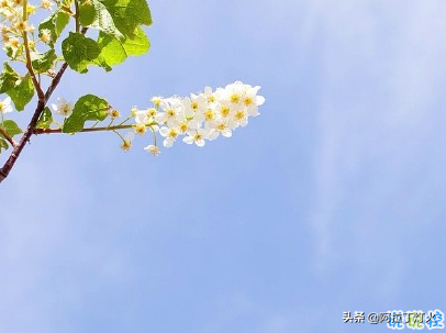 女生小清新早安说说带图片 简约好听的早安句子大全