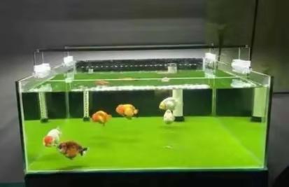 什么魚缸都可以養魚，并且都能養好，我們應該如何選擇為好呢？